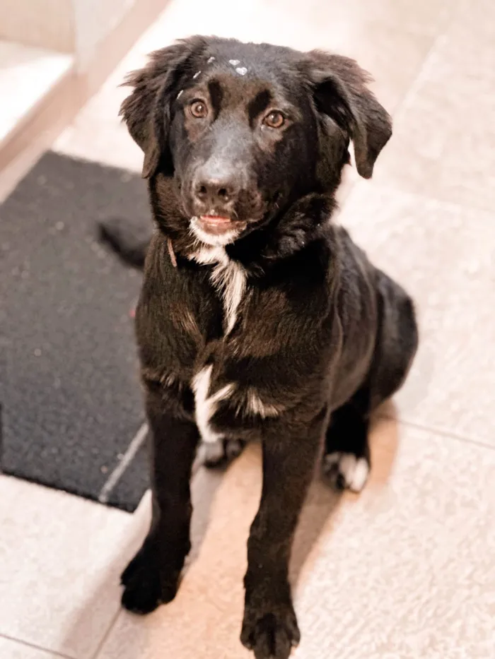 Cachorro ra a Labrador idade 7 a 11 meses nome Berenice