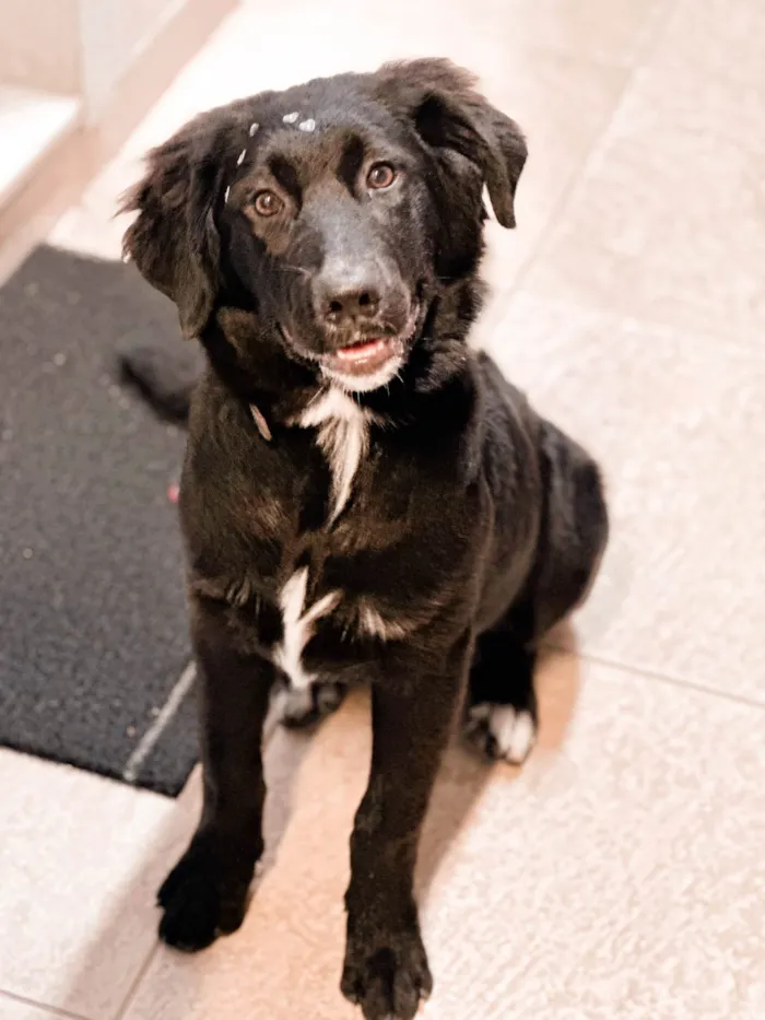 Cachorro ra a Labrador idade 7 a 11 meses nome Berenice