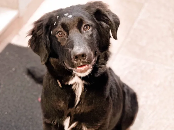 Cachorro ra a Labrador idade 7 a 11 meses nome Berenice