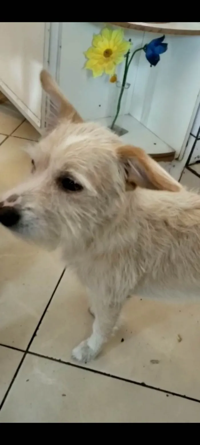 Cachorro ra a SRD idade 4 anos nome Alemão 