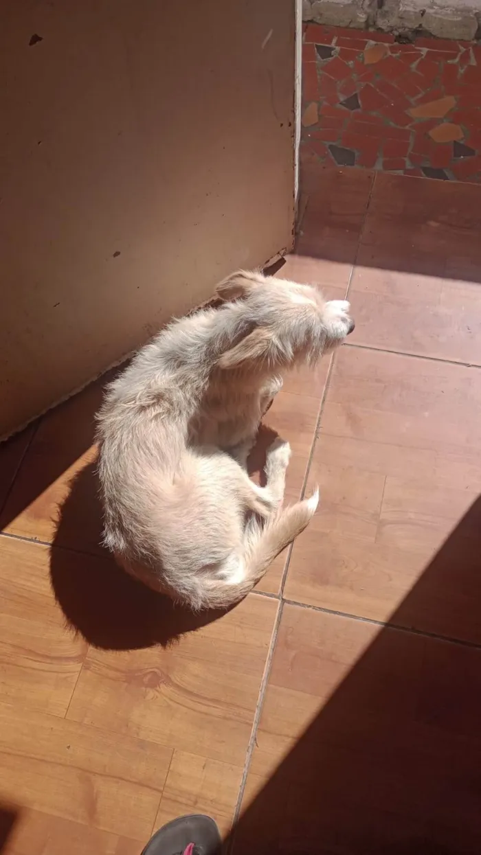 Cachorro ra a SRD idade 4 anos nome Alemão 