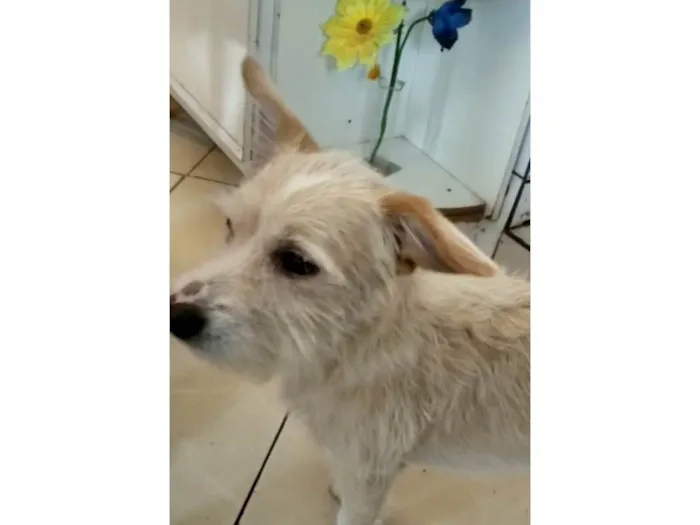 Cachorro ra a SRD idade 4 anos nome Alemão 