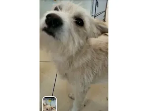 Cachorro raça SRD idade 4 anos nome Alemão 