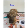 Teco
