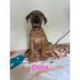 Donna