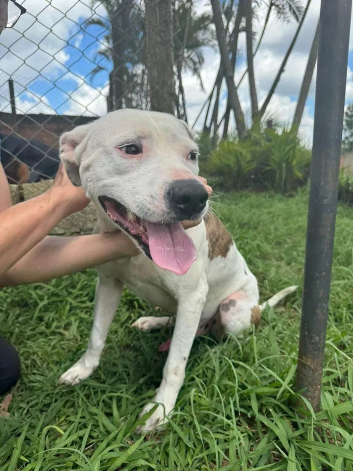 Cachorro ra a Pit-Bull idade 2 anos nome Theo 