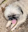 Otto 