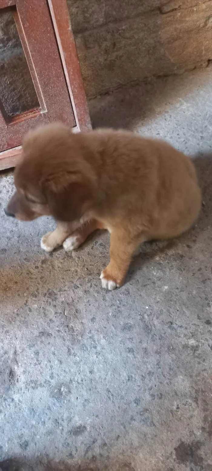 Cachorro ra a N identificado  idade Abaixo de 2 meses nome Billy