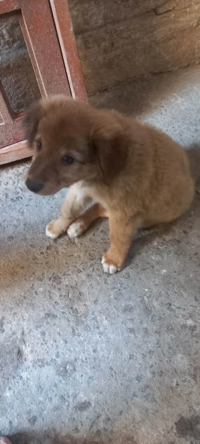 Cachorro ra a N identificado  idade Abaixo de 2 meses nome Billy