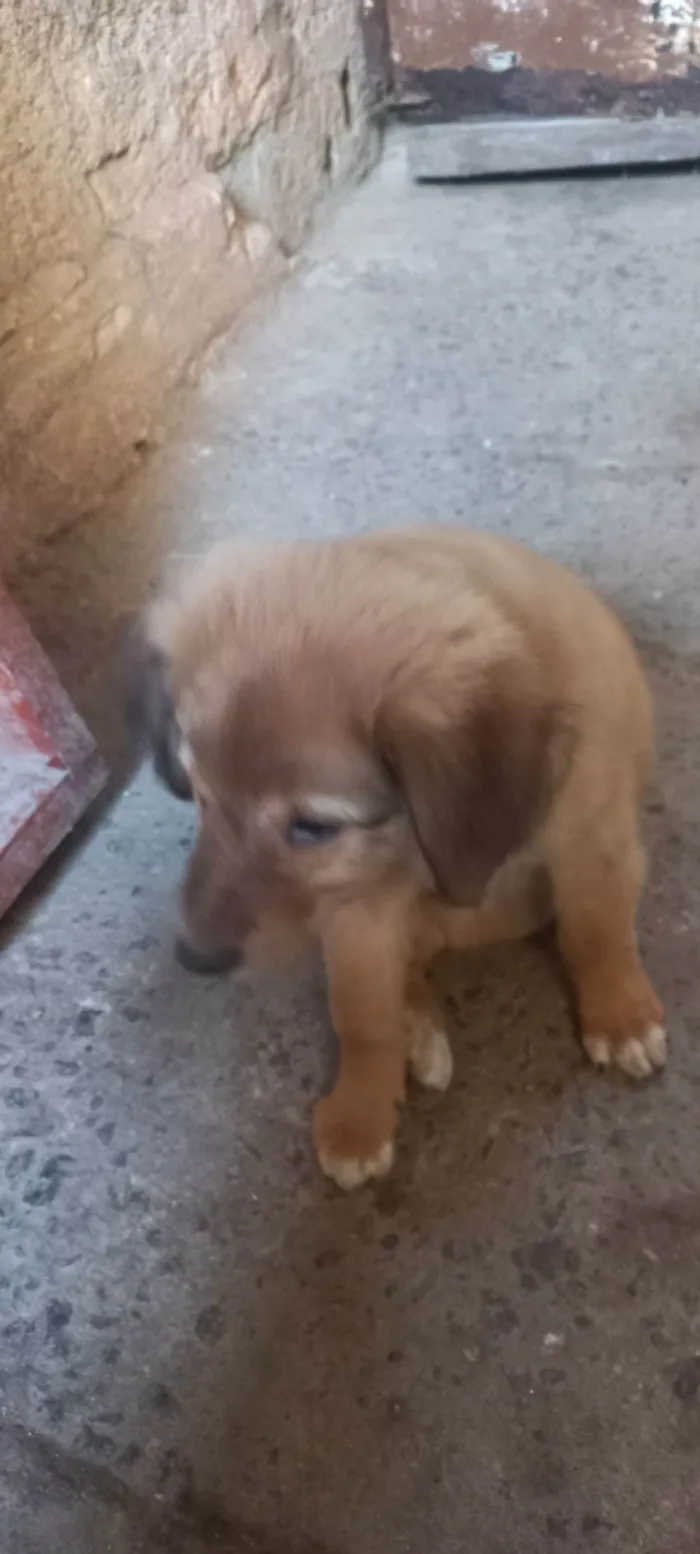 Cachorro ra a N identificado  idade Abaixo de 2 meses nome Billy