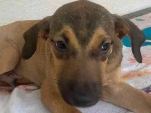 Cachorro raça SRD-ViraLata idade 2 a 6 meses nome Tico 