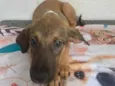 Teco