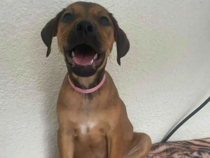 Cachorro ra a SRD-ViraLata idade 2 a 6 meses nome Donna
