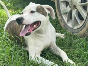 Cachorro raça Pit-Bull idade 2 anos nome Theo 