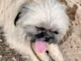 Otto 