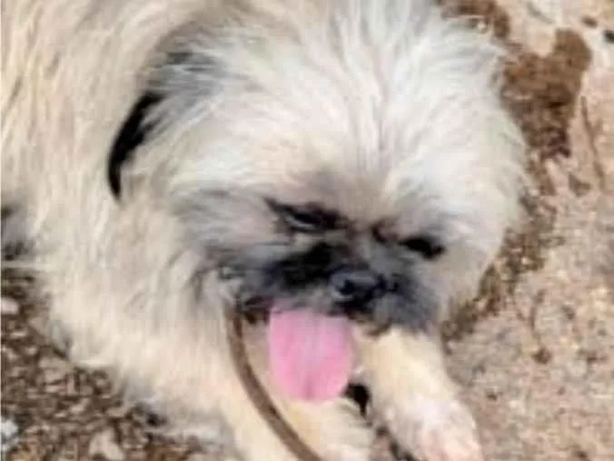 Cachorro ra a Shitzu idade 7 a 11 meses nome Otto 