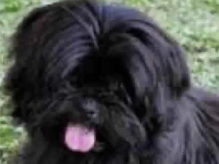 Cachorro ra a Shitzu idade 7 a 11 meses nome Theo 
