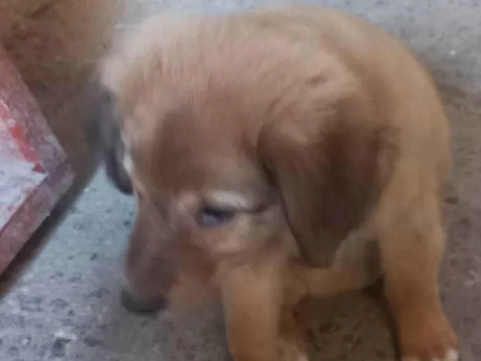 Cachorro ra a N identificado  idade Abaixo de 2 meses nome Billy