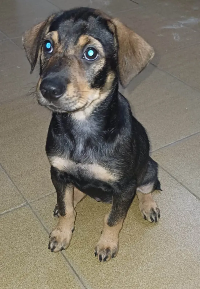 Cachorro ra a Sem raça idade 2 a 6 meses nome Bebel