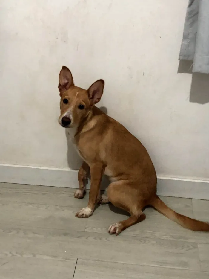 Cachorro ra a SRD-ViraLata idade 7 a 11 meses nome Nezuko