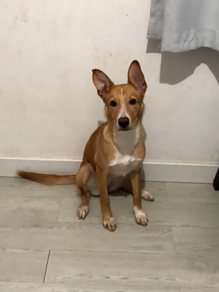 Cachorro ra a SRD-ViraLata idade 7 a 11 meses nome Nezuko