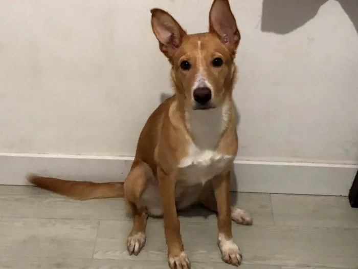 Cachorro ra a SRD-ViraLata idade 7 a 11 meses nome Nezuko