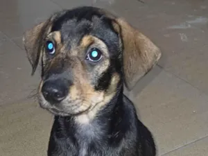 Cachorro raça Sem raça idade 2 a 6 meses nome Bebel