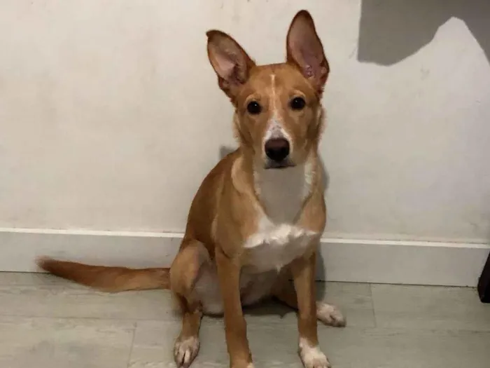 Cachorro ra a SRD-ViraLata idade 7 a 11 meses nome Nezuko
