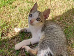 Gato raça SRD-ViraLata idade 2 a 6 meses nome Gatinho 