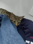 Mel