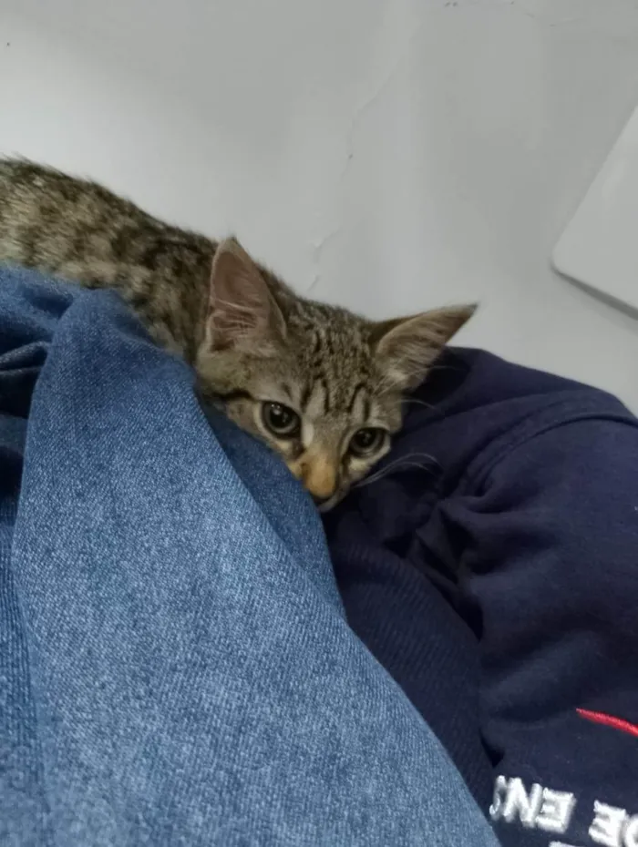 Gato ra a De rua  idade 2 a 6 meses nome Mel