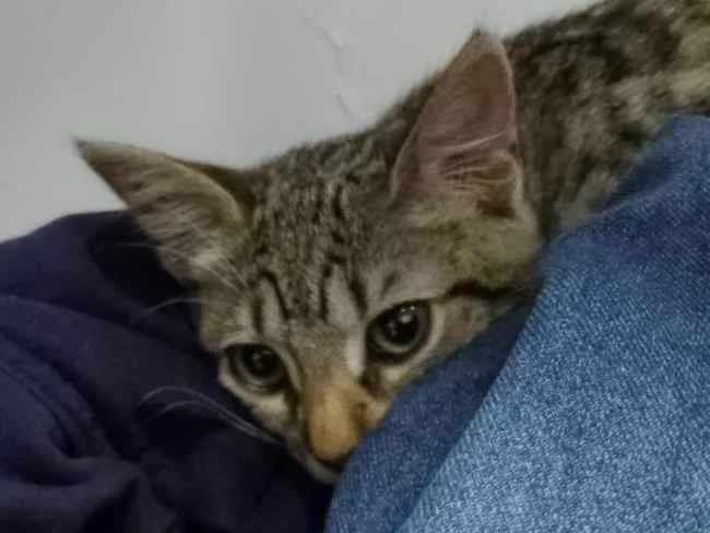 Gato ra a De rua  idade 2 a 6 meses nome Mel