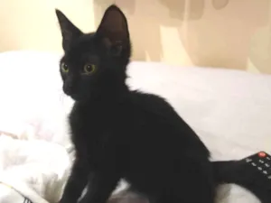 Gato raça SRD-ViraLata idade Abaixo de 2 meses nome Gatinha adocao