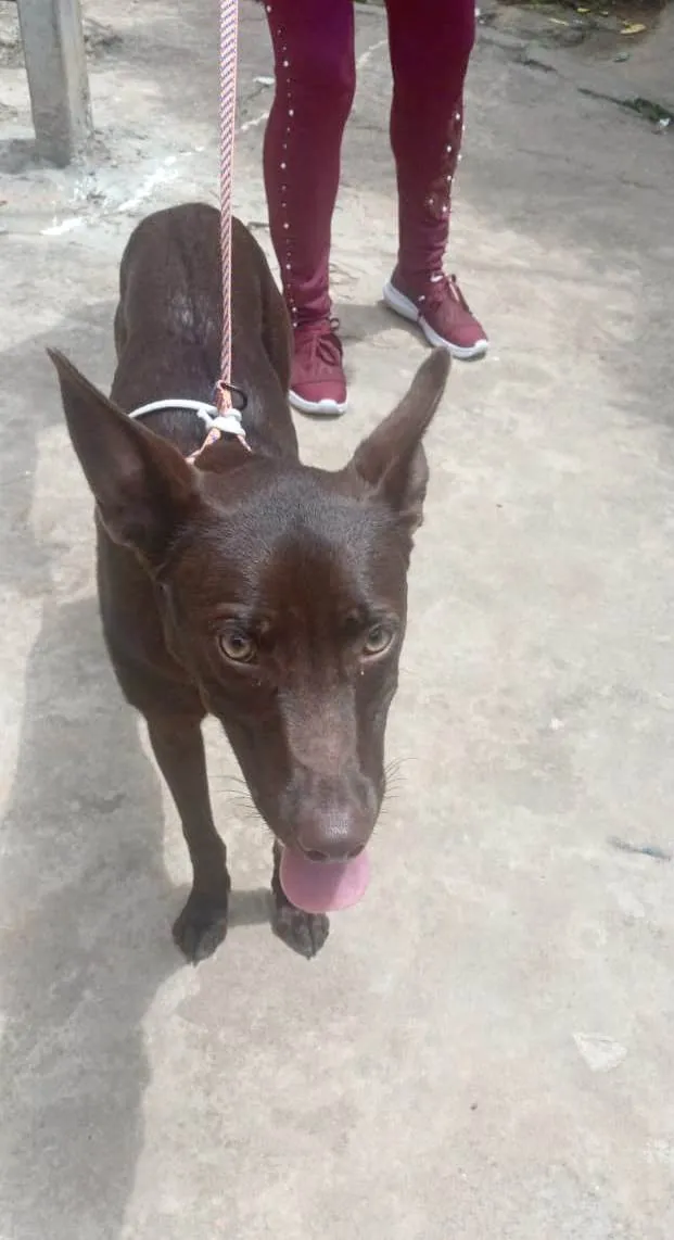 Cachorro ra a SRD-ViraLata idade 2 a 6 meses nome Mel 6meses linda 