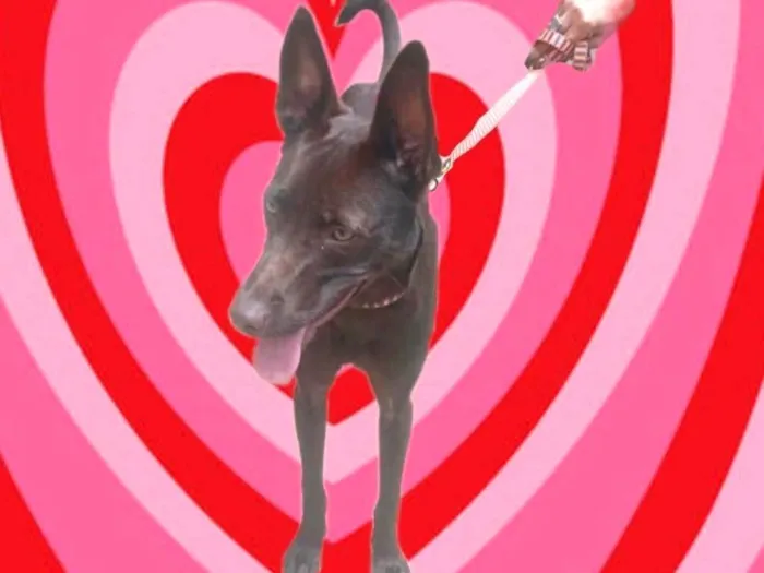 Cachorro ra a SRD-ViraLata idade 2 a 6 meses nome Mel 6meses linda 