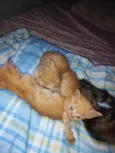 Gatinhos