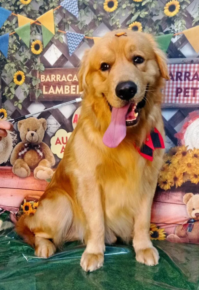 Cachorro ra a Golden Retriever idade 5 anos nome Fred