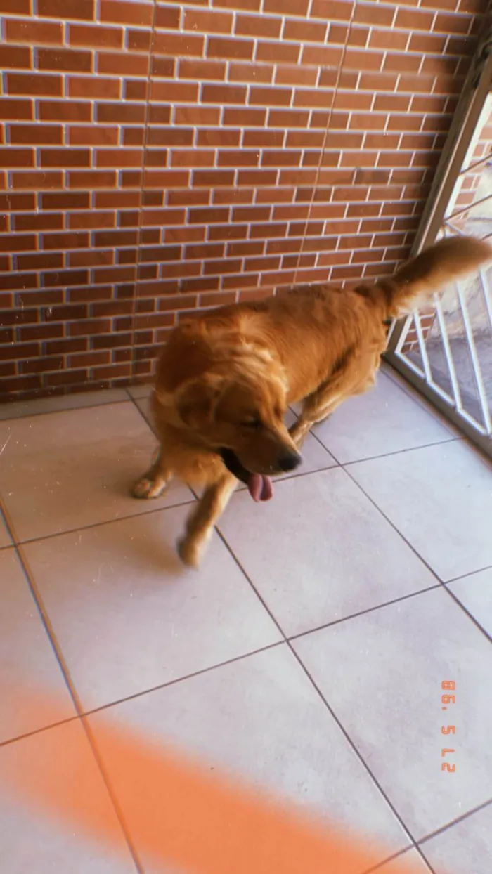 Cachorro ra a Golden Retriever idade 5 anos nome Fred