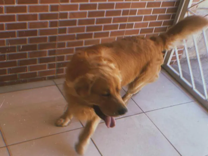 Cachorro ra a Golden Retriever idade 5 anos nome Fred