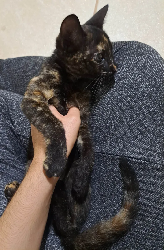 Gato ra a SRD-ViraLata idade 2 a 6 meses nome Luna 