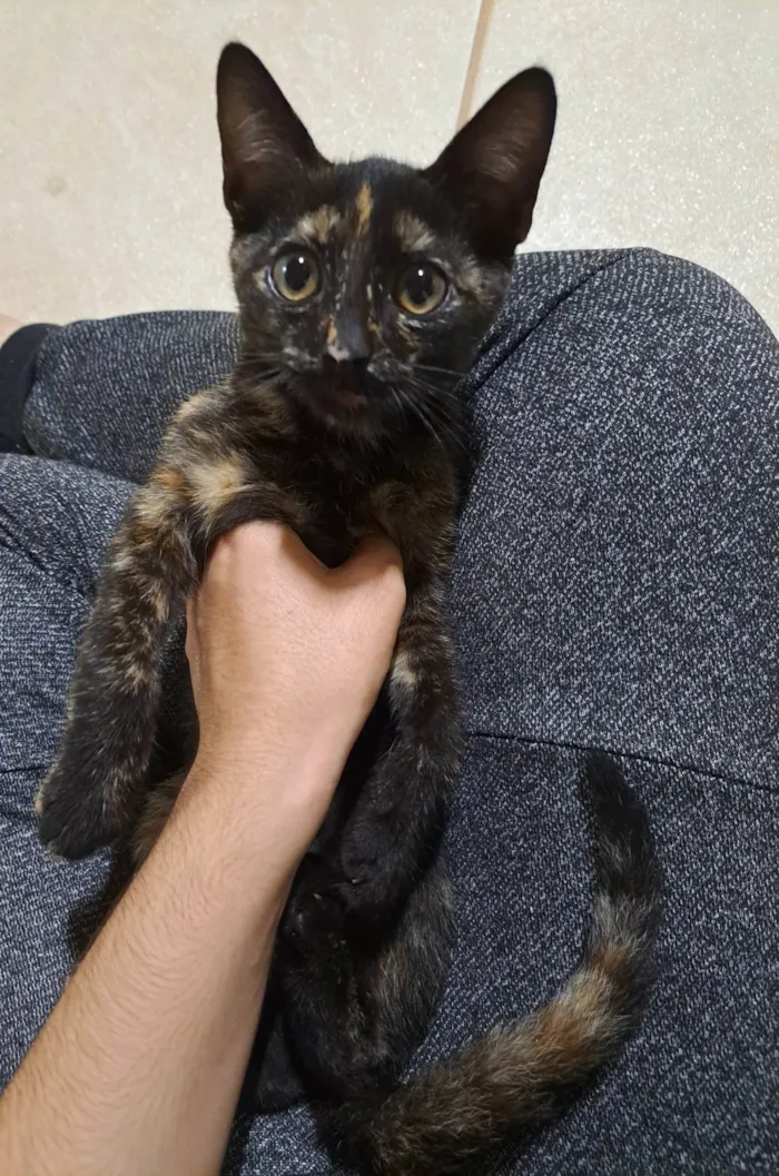 Gato ra a SRD-ViraLata idade 2 a 6 meses nome Luna 