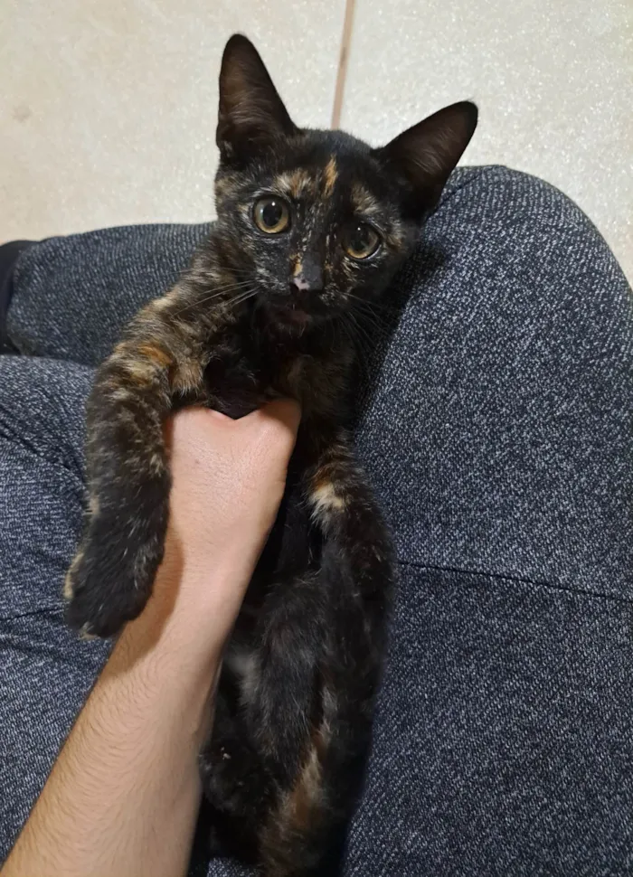 Gato ra a SRD-ViraLata idade 2 a 6 meses nome Luna 