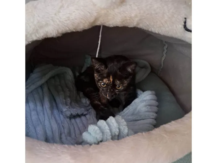 Gato ra a SRD-ViraLata idade 2 a 6 meses nome Luna 
