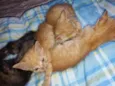 Gatinhos