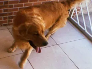 Cachorro raça Golden Retriever idade 5 anos nome Fred