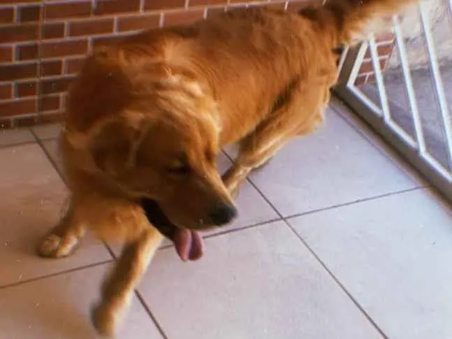 Cachorro ra a Golden Retriever idade 5 anos nome Fred