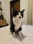BIGODINHO