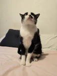 BIGODINHO
