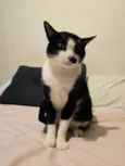 BIGODINHO