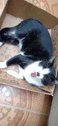 BIGODINHO